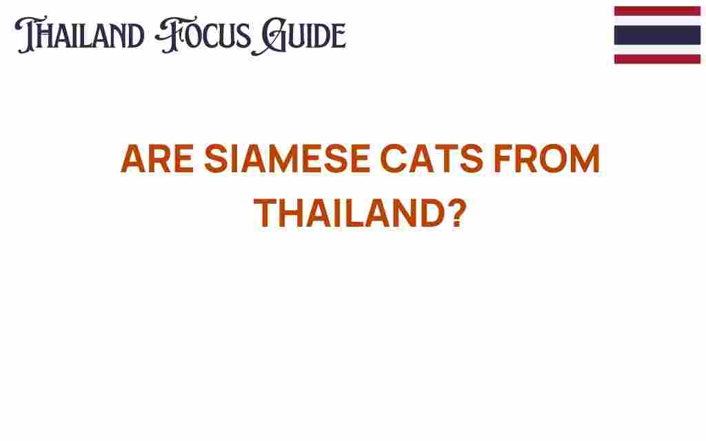 siamese-cats-from-thailand
