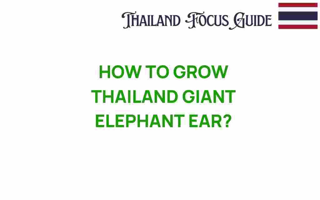 how-to-grow-thailand-giant-elephant-ear